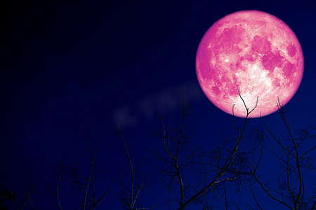 超级粉红色的蛋月亮在晚上回到剪影植物和树木上