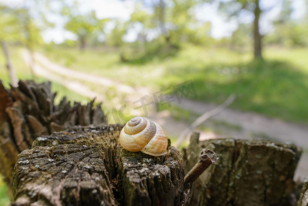 蜗牛壳摄影照片_树上的蜗牛壳