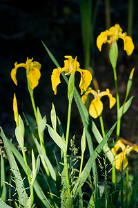 沼泽鸢尾（Iris pseudacorus）。