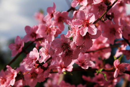 春天的日本樱花