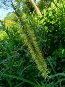 大菊摄影照片_关闭 Pennisetum purpureum（Cenchrus purpureus Schumach、Napier 草、大象草、乌干达草、kolonjono、suket gajah）与自然背景。