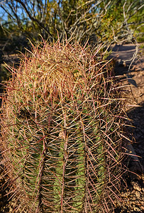 凤凰花摄影照片_美国亚利桑那州凤凰城植物园的仙人掌 Ferocactus