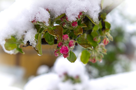 春天气候摄影照片_覆盖新鲜的桃红色苹果树开花的春天雪