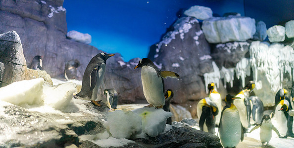 大阪水族馆凯伊的巴布亚企鹅和王企鹅