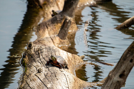 原木彩绘摄影照片_米德兰彩龟 (Chrysemys picta marginata) 在睡莲叶环绕的原木上晒太阳 - 加拿大安大略省松林省立公园
