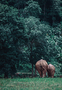 泰国深林自然中的亚洲象