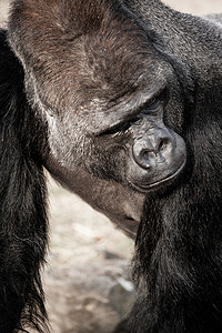 大猩猩男性的面部肖像