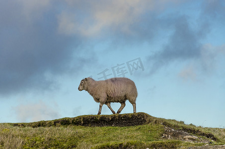 孤羊站在青草丛生的山脊上，映衬着蓝天