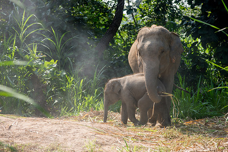一头年轻的大象紧挨着一头成年的大象。