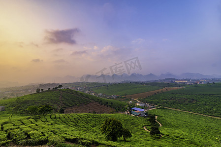越南莫州的新鲜绿茶山
