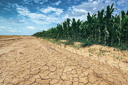 气候班花摄影照片_在干旱条件下生长的玉米作物