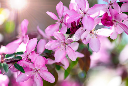 装饰樱桃的分支与粉红色的花朵