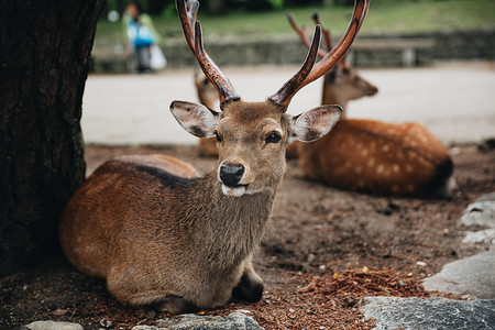 奈良省花园中的日本鹿