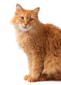 一只成年毛茸茸的红猫的画像，这只动物侧身坐着