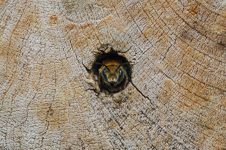 孤零零的蜜蜂从巢管里往外看。