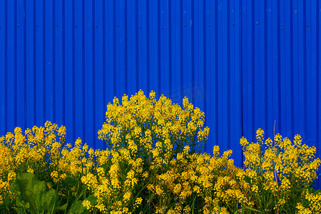 Barbarea vulgaris 或 Yellow Rocket 或花园 yellowrocket 花在模糊的蓝色栅栏背景上。