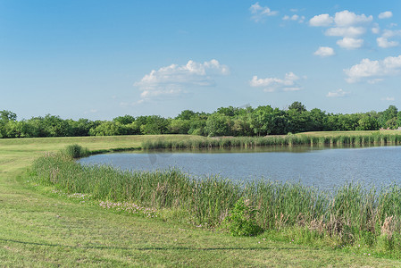 莉顿摄影照片_德克萨斯州达拉斯附近盛开芦苇和野花的山坡湖公园