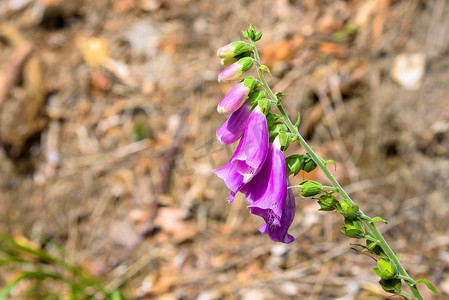 紫色毛地黄 (Digitalis purpurea) 的花