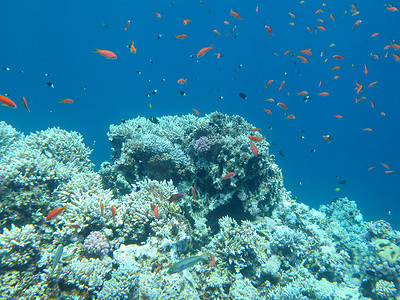 有鱼群的珊瑚礁 scalefin anthias，水下