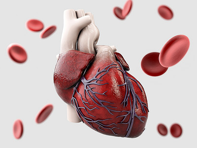 灰色人体心脏解剖的 3d 插图