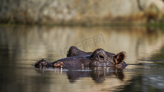 克鲁格摄影照片_南非克鲁格国家公园的河马