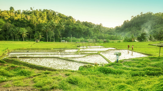 与青翠的绿色稻田的巴厘岛风景