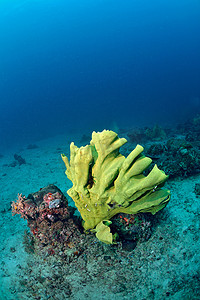 马来西亚西巴丹水下明亮的珊瑚