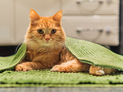 可爱的姜黄色猫躺在浴室地板上，上面铺着绿色地毯。