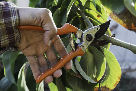园丁用修枝剪修剪树木的手。
