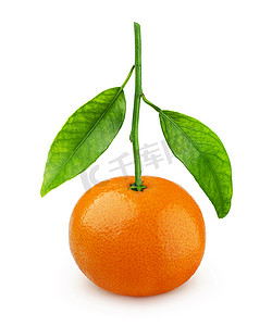 橘子背景摄影照片_白色背景中孤立的树枝上的一整个普通话或橘子