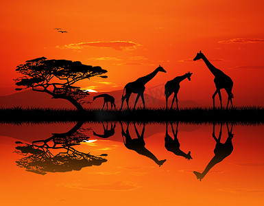 树剪影摄影照片_在非洲风景的长颈鹿剪影
