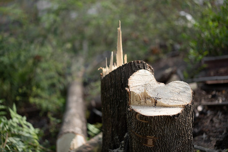 砍伐树木摄影照片_树桩是砍伐树木造成的。