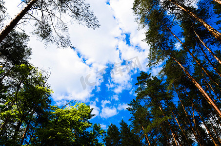 天空和树枝摄影照片_在天空的云彩和树枝背景