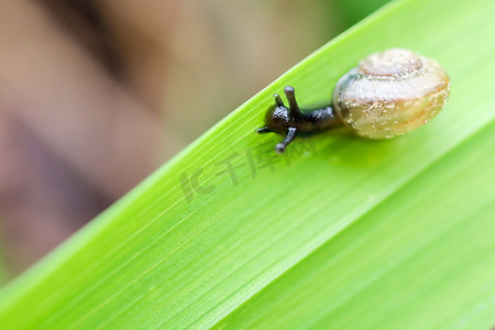 蜗牛小摄影照片_爬在草叶上的小蜗牛