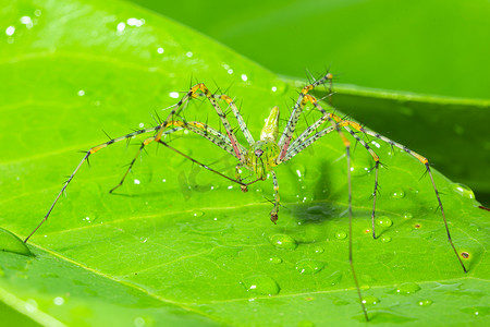 绿蜘蛛宏观 叶子上的长腿 绿色场景