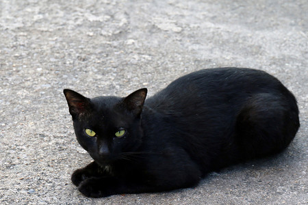 生病的小猫摄影照片_猫，地板上的猫，丑陋的黑猫