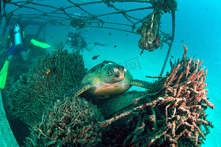 在水下珊瑚礁的海龟与蓝色海洋，西巴丹岛，马