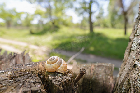 树上的蜗牛壳