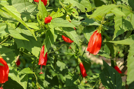 Mexican Turks Cap shrub (Malvaviscus arboreus var. mexicanus) 的花朵与木槿的花朵相同，但它们的花瓣展开，形成狭窄的漏斗状花朵。