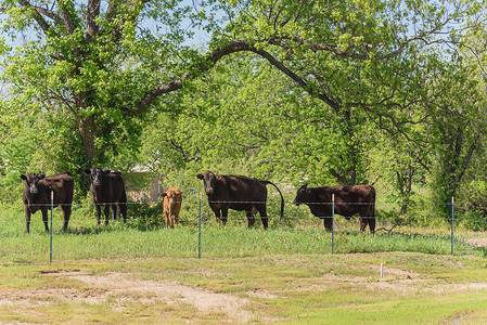 德克萨斯农场在春天与黑牛和矢车菊 wildfl