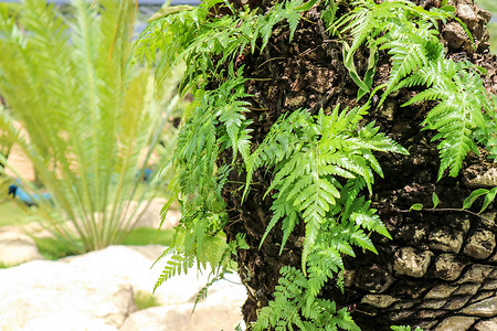 生长在老身体棕榈树的绿色蕨类植物