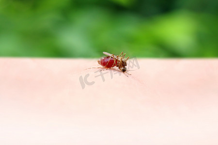 蚊子，吸血红色的蚊子特写（选择性聚焦）