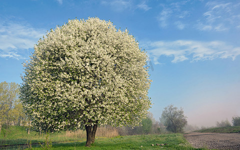孤独的树摄影照片_一棵开花的树