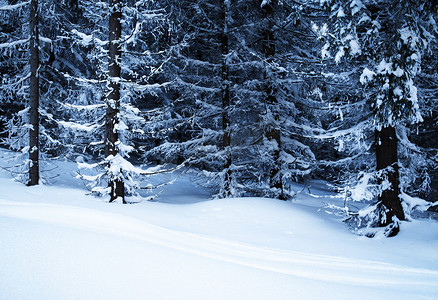 季节背景下雪的森林