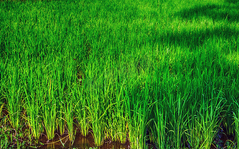 水稻种植水稻湿田农业