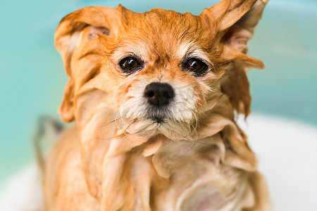 湿狗，博美犬，在浴缸里洗澡