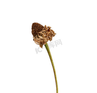 枯萎摄影照片_白色背景中孤立的茎上枯萎的百日草花蕾