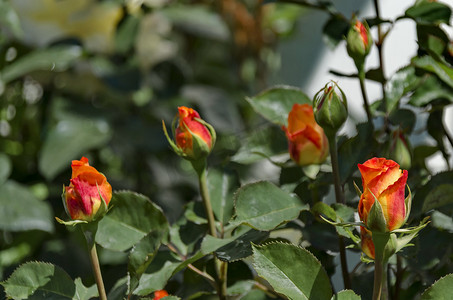 小玫瑰摄影照片_有芬芳芽的橙色玫瑰丛枝条