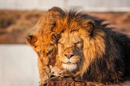 天猫斜角图标摄影照片_狮子在阳光下休息