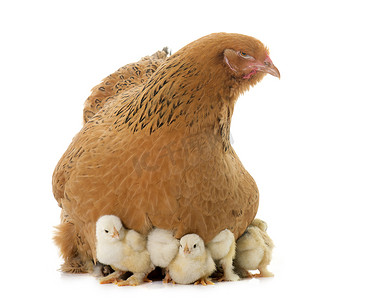 农场鸡摄影照片_梵天鸡和小鸡
